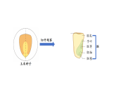 2026年湘教版三年级科学下册 3.11.种子萌发（课件）
