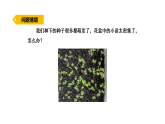 2026年湘教版三年级科学下册 3.12.小苗快长（课件）