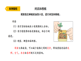2026年湘教版三年级科学下册 3.12.小苗快长（课件）