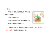 2026年湘教版三年级科学下册 3.12.小苗快长（课件）
