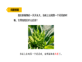 2026年湘教版三年级科学下册 3.13.开花结果（课件）