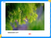 1. 探访春天 第二单元 小学科学 大象版新教材 二年级下册 课件