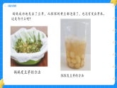 1. 发豆芽 第三单元 小学科学 大象版新教材 二年级下册 课件
