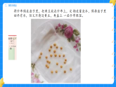 1. 发豆芽 第三单元 小学科学 大象版新教材 二年级下册 课件