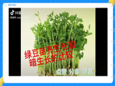 2. 发黄的豆苗 第三单元 小学科学 大象版新教材 二年级下册 课件