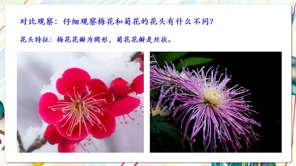 人美版美术五下第十三课 花鸟画（一） 课件第7页