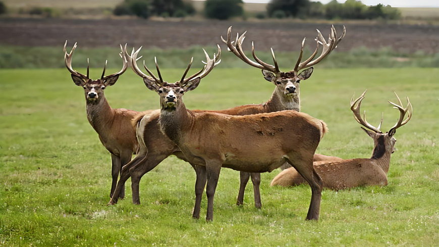 7 鹿角和鹿腿第2页