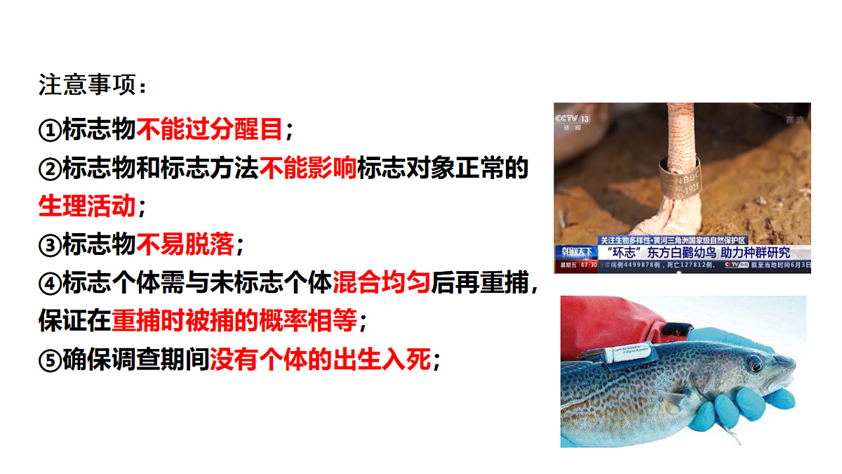 17743847第7页