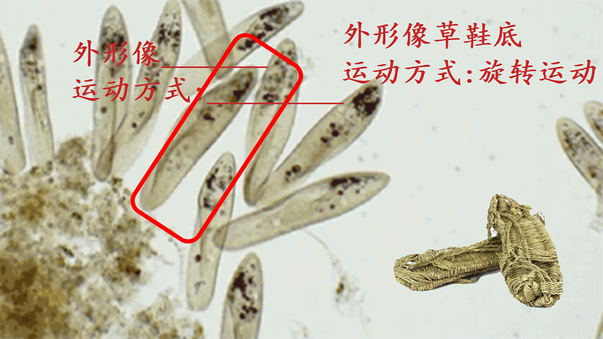 17748198第8页