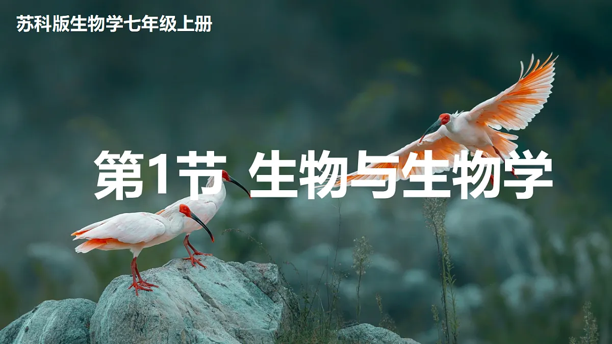 17749201第1页