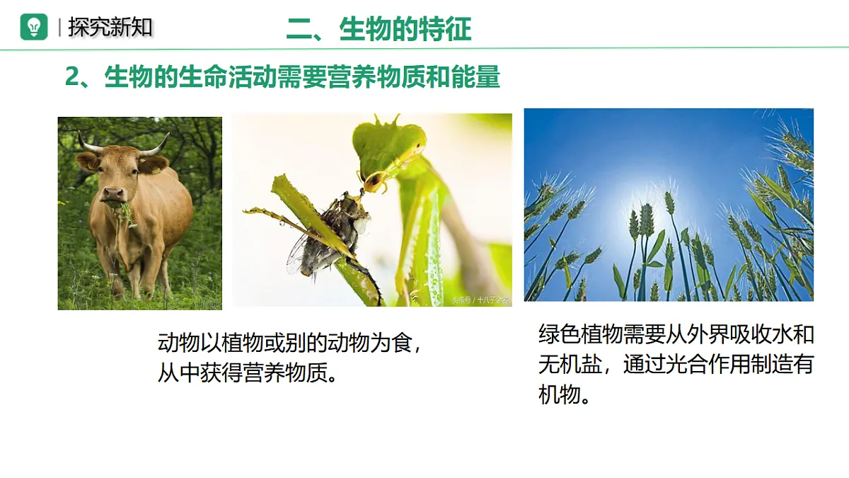 17749201第7页
