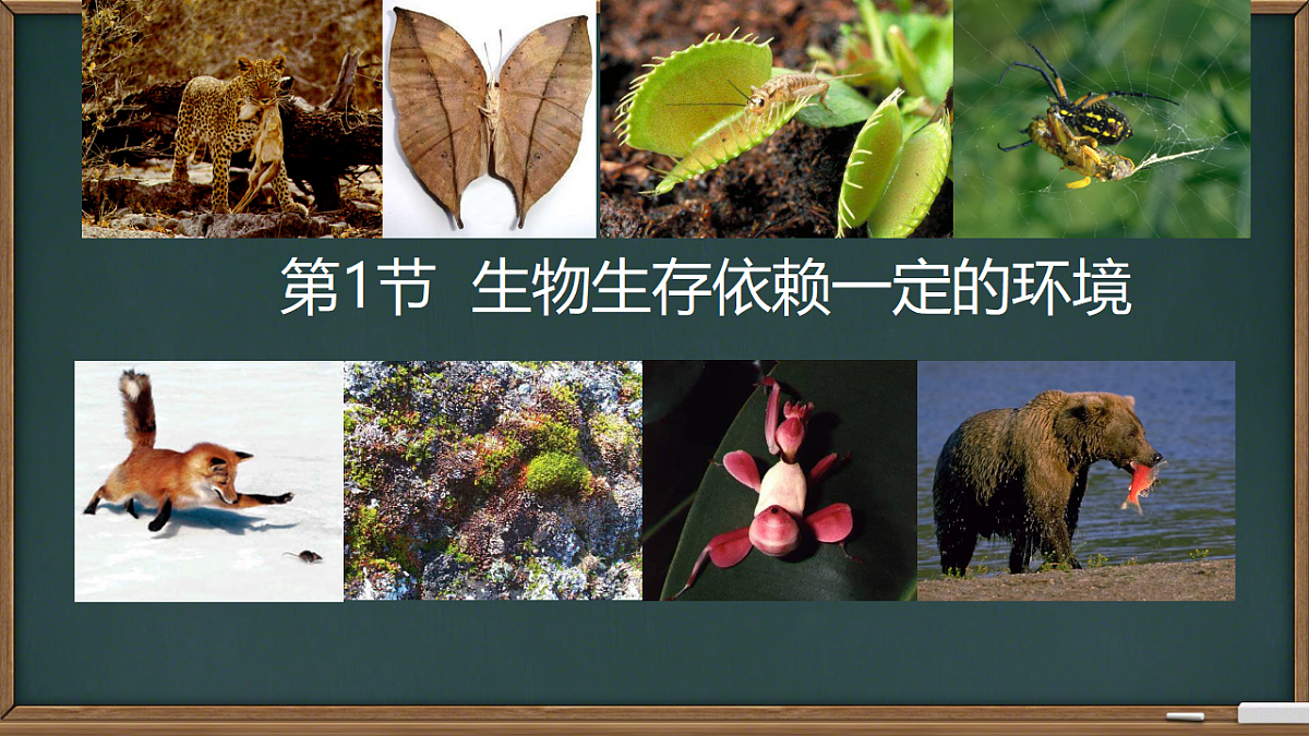 17751635第2页