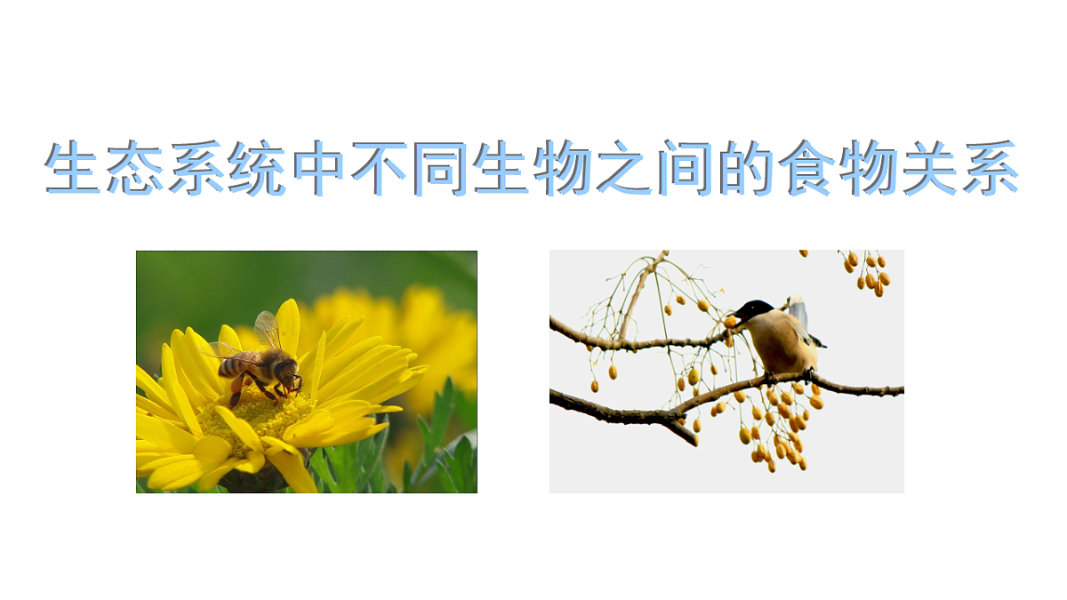 17752584第1页