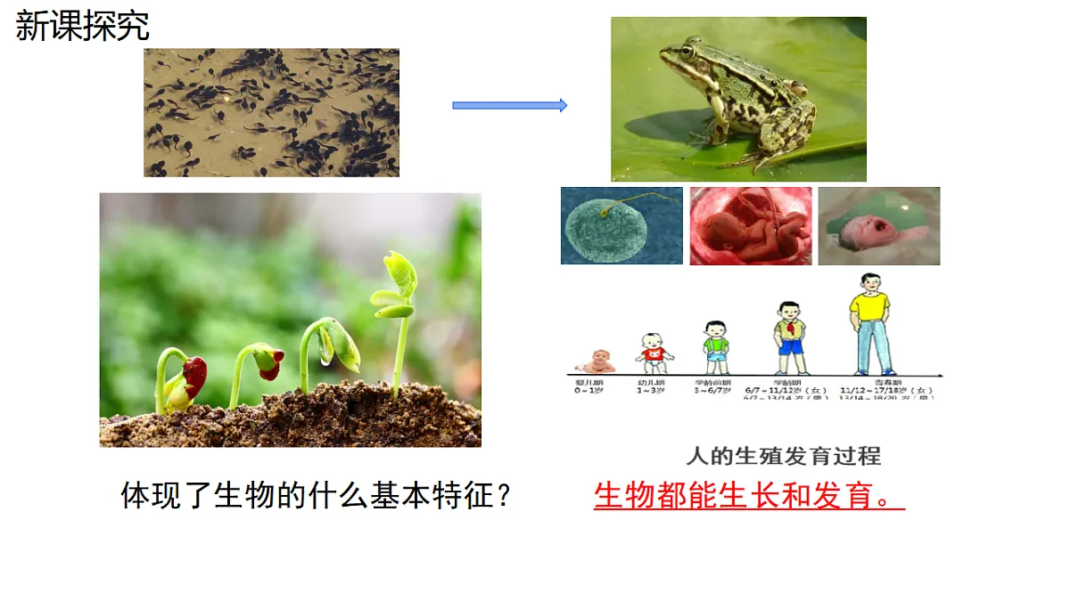 17752720第4页