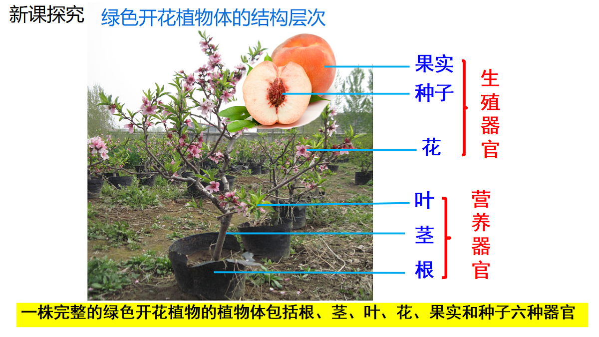 17752734第6页