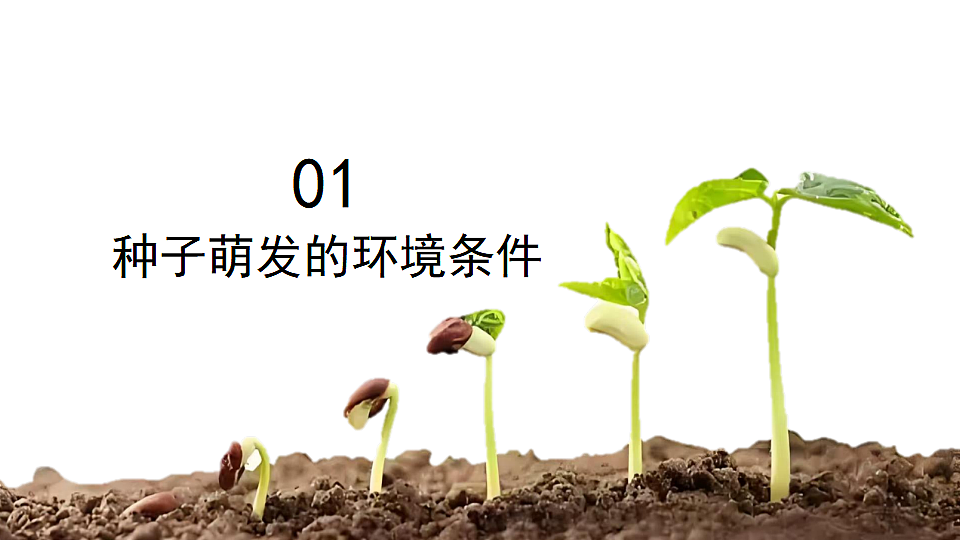 17752738第4页