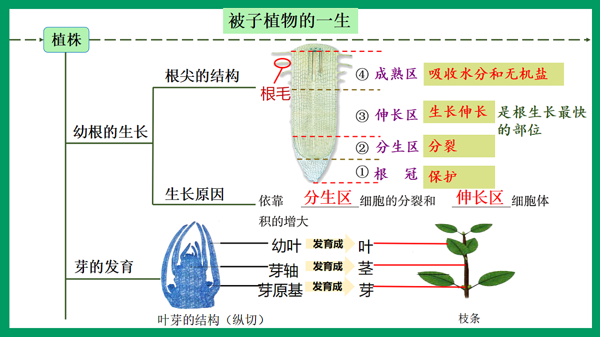 17754407第7页