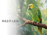 【任务型】统编版语文二上 第1单元《口语交际：有趣的动物》课件+教案+逐字稿+反思+音视频素材