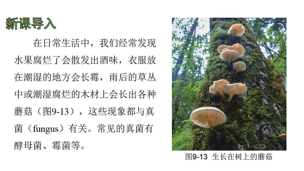 17757568第4页