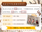 统编版（2024）语文三年级下册 20《灰雀》（课件+教学设计）