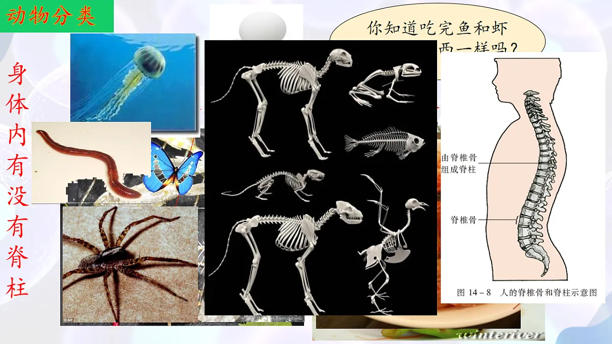 17766172第5页