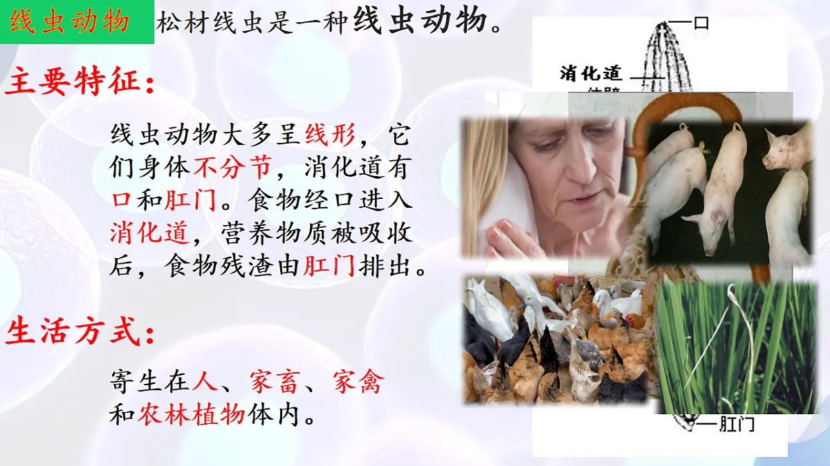 17766172第8页