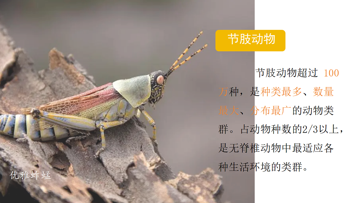 17766173第3页