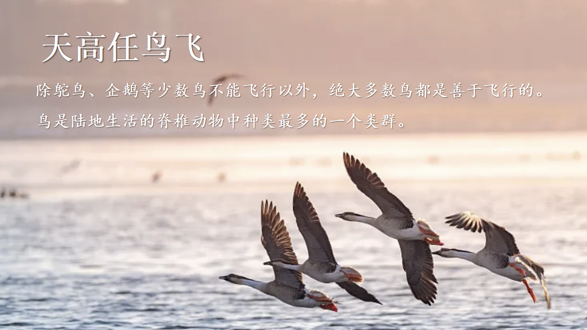 17766177第4页