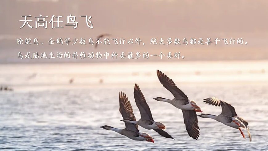17766177第4页