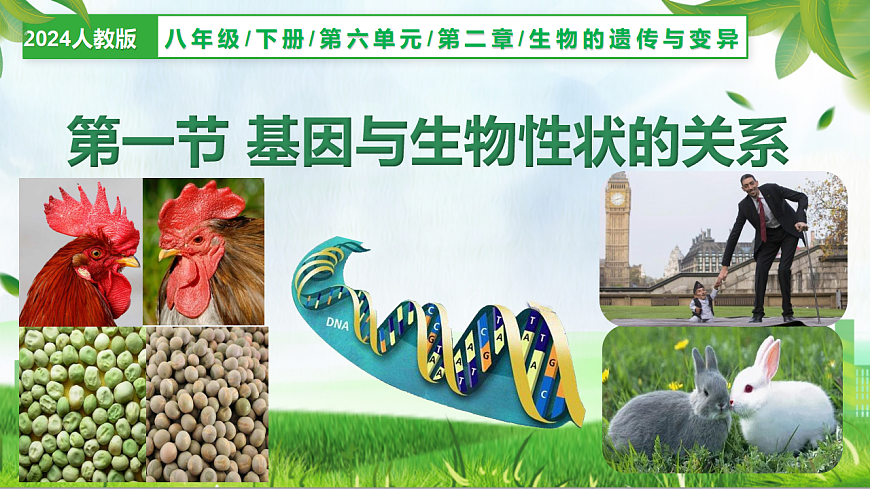 6.2.1 基因与生物性状的关系（教学课件）生物新教材人教版八年级下册第1页