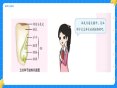 2.播种与萌发 小学科学 大象版新教材 三年级下册 课件