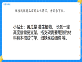 3.茎与叶的生长小学科学 大象版新教材 三年级下册 课件