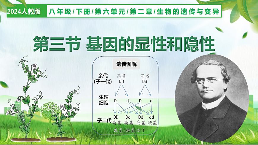 6.2.3+基因的显性和隐性（教学课件）生物新教材人教版八年级下册第1页