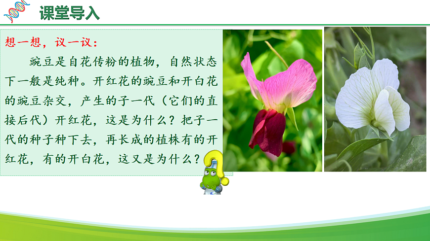 6.2.3+基因的显性和隐性（教学课件）生物新教材人教版八年级下册第5页
