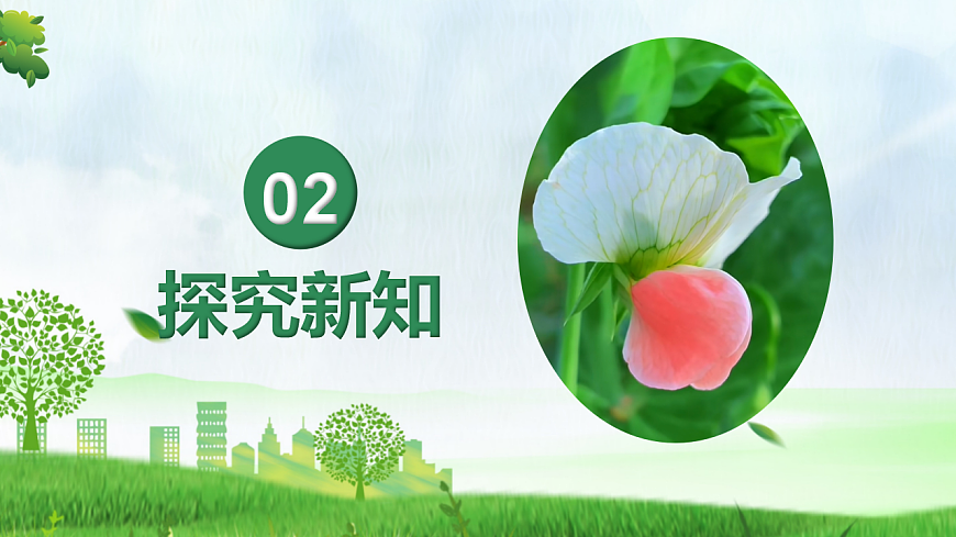 6.2.3+基因的显性和隐性（教学课件）生物新教材人教版八年级下册第6页