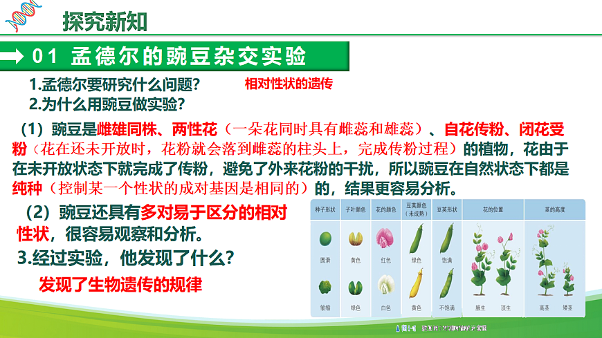 6.2.3+基因的显性和隐性（教学课件）生物新教材人教版八年级下册第8页