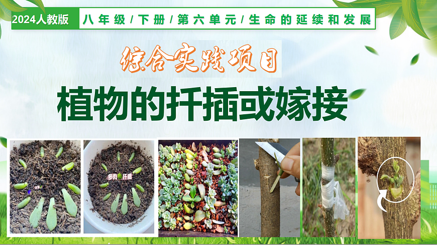 综合实践项目+植物的扦插或嫁接（教学课件）生物人教版2024八年级下册第1页