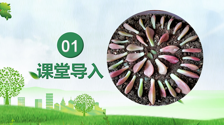 综合实践项目+植物的扦插或嫁接（教学课件）生物人教版2024八年级下册第4页