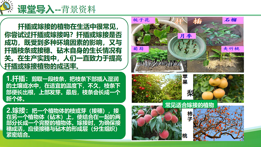 综合实践项目+植物的扦插或嫁接（教学课件）生物人教版2024八年级下册第5页