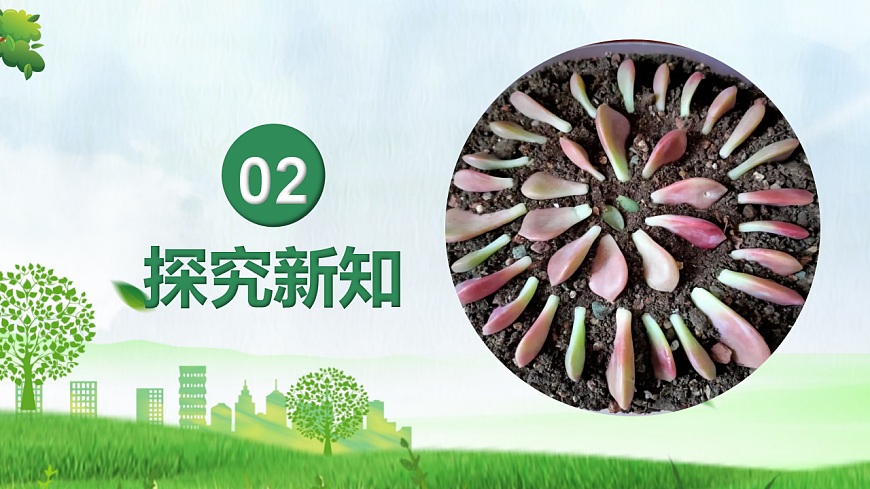 综合实践项目+植物的扦插或嫁接（教学课件）生物人教版2024八年级下册第6页