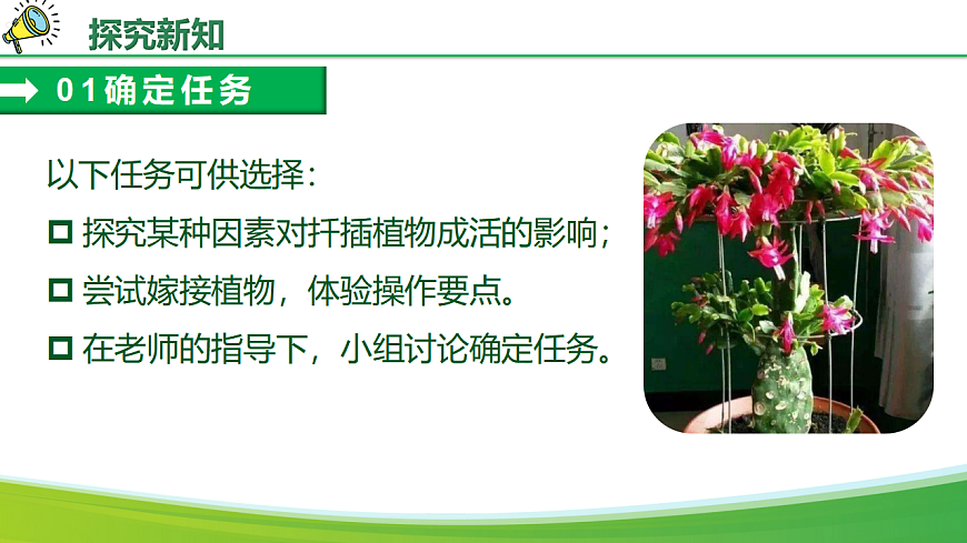 综合实践项目+植物的扦插或嫁接（教学课件）生物人教版2024八年级下册第7页