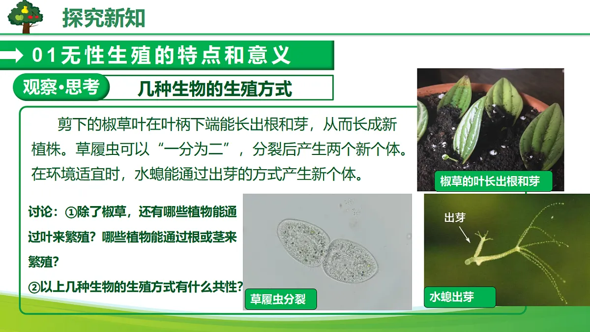 6.1.1 无性生殖（教学课件）生物新教材人教版八年级下册第8页
