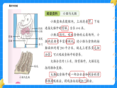 5.肠中漫游记 小学科学 大象版新教材 三年级下册 课件