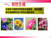6.1.1.1 被子植物的生殖（一、有性生殖）2025-2026学年2024冀少版八年级生物下册教学同步课件