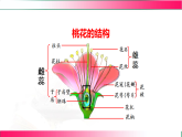 6.1.1.1 被子植物的生殖（一、有性生殖）2025-2026学年2024冀少版八年级生物下册教学同步课件