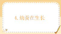 科学三年级下册（2024）4.幼蚕在生长说课ppt课件