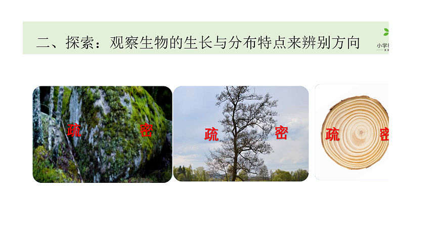 2.《利用自然物辨别方向》课件第5页