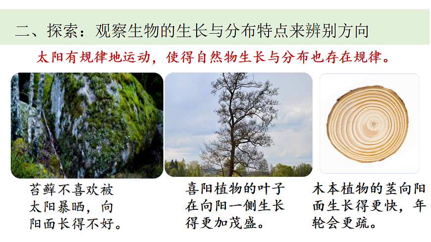 2.《利用自然物辨别方向》课件第6页
