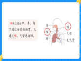 2.我们的呼吸器官 小学科学 大象版新教材 三年级下册 课件