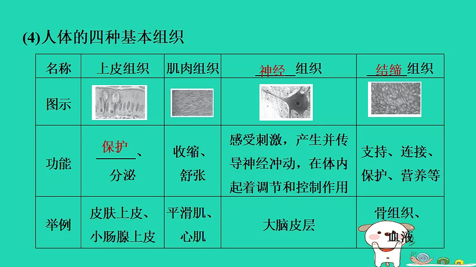 17795217第4页